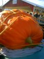 South Jersey Pumpkin Show photo