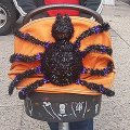 South Jersey Pumpkin Show photo
